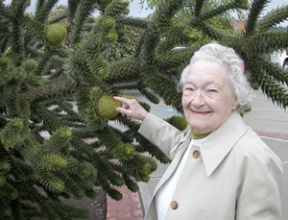 Barbara Rerecich befriends the monkey puzzle tree that replaced one she planted in the same spot on Ericksen Avenue in the 1960s