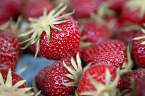 Rainier strawberries went on sale June 12 at Karen Selvar’s berry farm.