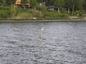 The mast of a sunken sailboat