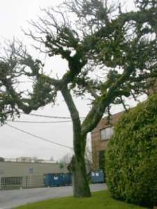 A century-old apple tree outside the downtown clinic.