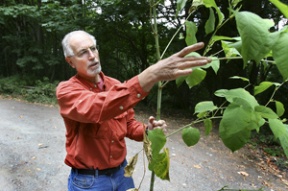 Len Beil explains the rapid growth rate of knotweed along Eagle Harbor Drive. Beil spends 40 hours a week battling knotweed and other invasive plants that crowd out native flora. Knotweed was brought to North America as an ornamental plant