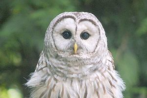 The early bird catches the owl: Volunteers prepare for the Christmas Bird Count
