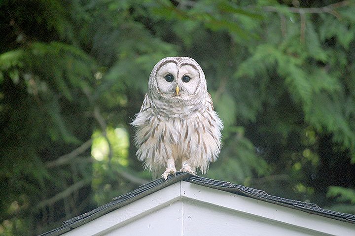 The early bird catches the owl: Volunteers prepare for the Christmas Bird Count