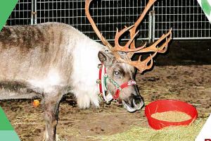 Winslow becomes Winter Wonderland this Saturday