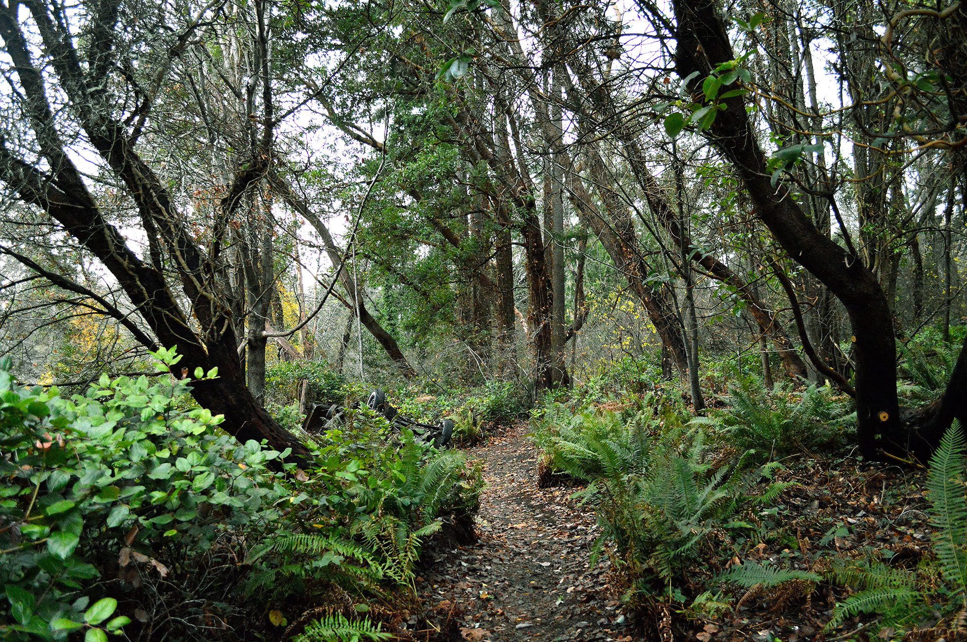 Bainbridge Parks Foundation brokers Waypoint Woods, a new 3-acre downtown park