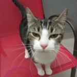 Bouncer and Jacob are this week’s adoptable pets