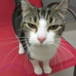 Bouncer and Jacob are this week’s adoptable pets