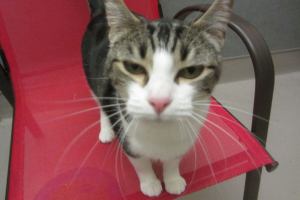 Bouncer and Jacob are this week’s adoptable pets