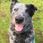 Bouncer and Jacob are this week’s adoptable pets