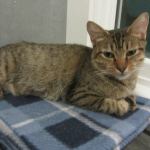 Aiko and Sophia are this week’s adoptable pets