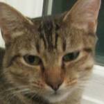 Aiko and Sophia are this week’s adoptable pets