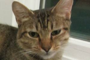 Aiko and Sophia are this week’s adoptable pets