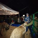 Photo by Liane Nakahara                                Revelers meet reindeer at the inaugural Winter Wonderland at Waterfront Park Saturday.
