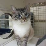 Archie and Bill are this week’s adoptable pets