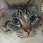 Archie and Bill are this week’s adoptable pets