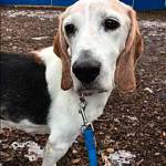Archie and Bill are this week’s adoptable pets