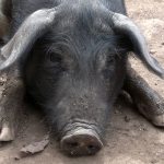 Photo courtesy of Bainbridge Ometepe Sister Island Association                                 An image from the Ometepe children&rsquo;s photography project.