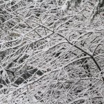 Thousands lose power after snowstorm hits Bainbridge Island