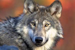 2017 Legislative Session | Kill them or move them: Wolf control options weigh on wildlife panel