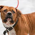 This week’s adoptable pets are Temperance and Ruthy