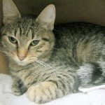 This week’s adoptable pets are Temperance and Ruthy