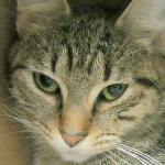 This week’s adoptable pets are Temperance and Ruthy