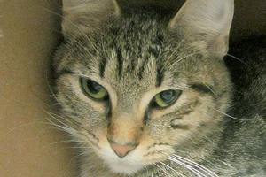 This week’s adoptable pets are Temperance and Ruthy