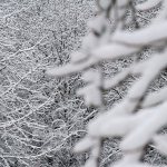 Snowbound Bainbridge — our favorite photos from the blizzard | GALLERY