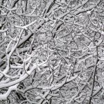 Snowbound Bainbridge — our favorite photos from the blizzard | GALLERY