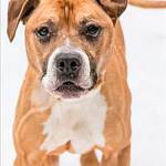 Sonia and Harley are this week’s adoptable pets