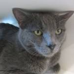 Sonia and Harley are this week’s adoptable pets