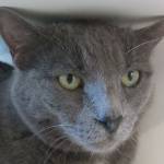 Sonia and Harley are this week’s adoptable pets