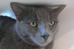 Sonia and Harley are this week’s adoptable pets