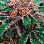 Murray, Cantwell ask Justice officials to uphold existing federal policy on state marijuana laws