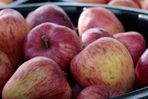 Bainbridge Island Fruit Club presents annual grafting workshop Thursday