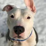 Mitchell and Tika and are this week’s adoptable pets