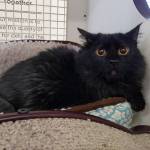 Mitchell and Tika and are this week’s adoptable pets