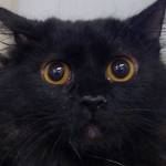 Mitchell and Tika and are this week’s adoptable pets