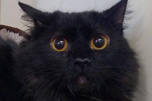 Mitchell and Tika and are this week’s adoptable pets