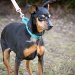 TC and Phinneus are this week’s adoptable pets