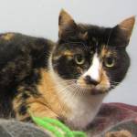 TC and Phinneus are this week’s adoptable pets
