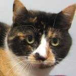 TC and Phinneus are this week’s adoptable pets