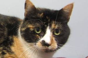 TC and Phinneus are this week’s adoptable pets