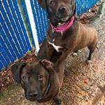 This week’s adoptable pets are Gillian, Loki and Bella