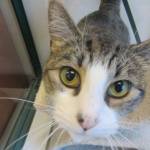 This week’s adoptable pets are Gillian, Loki and Bella