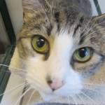 This week’s adoptable pets are Gillian, Loki and Bella