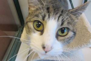 This week’s adoptable pets are Gillian, Loki and Bella