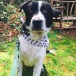 BK and Tanner are this week’s adoptable pets