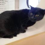 BK and Tanner are this week’s adoptable pets