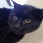 BK and Tanner are this week’s adoptable pets